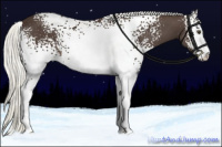 Horse Color:White Spotted Liver Chestnut Mushroom Sabino 