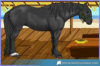 Horse Color:Black 