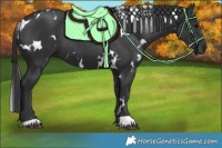 Horse Color:White Spotted Black