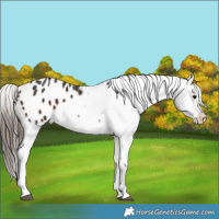 Horse Color:Brown Sabino Appaloosa 