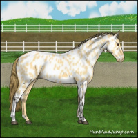 Horse Color:Buckskin Dun Near Leopard 