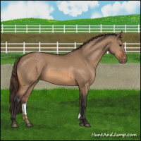 Horse Color:Bay Dun Appaloosa 