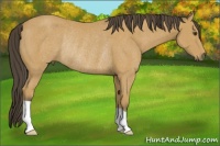 Horse Color:Buckskin Rabicano