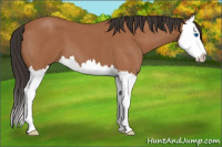 Horse Color:Bay Roan Splash 