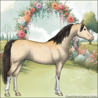 Horse Color:Buckskin Dun 