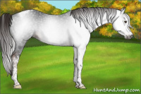 Horse Color:Gray White Spotted Liver Chestnut Tobiano Snowflake VarnishRabicano 
