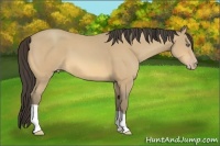 Horse Color:Amber Cream Champagne 