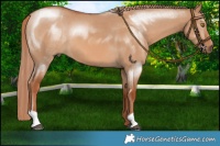 Horse Color:Red Dun 