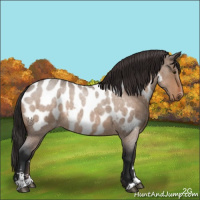 Horse Color:Brown Roan Dun Sabino Appaloosa 