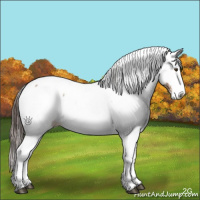 Horse Color:Liver Red Dun Roan Splash Appaloosa 
