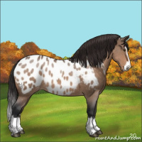 Horse Color:Brown Roan Dun Splash Appaloosa