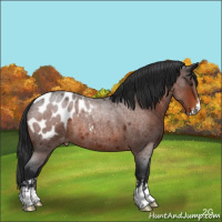 Horse Color:Brown Roan Sabino Appaloosa 