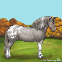 Horse Color:Silver Blue Roan Tobiano Appaloosa