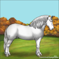 Horse Color:Gray Silver Grullo Roan Splash 
