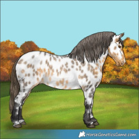 Horse Color:Buckskin Roan Appaloosa