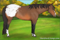 Horse Color:Bay Sabino Snowcap Rabicano 
