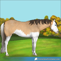 Horse Color:Buckskin Roan Splash