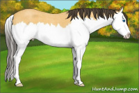 Horse Color:Buckskin Roan Splash 