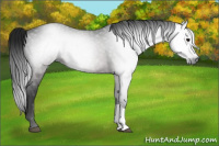 Horse Color:Gray Buckskin 