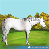 Horse Color:Gray Bay 
