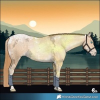 Horse Color:Buckskin Ice Pearl Tobiano Rabicano 