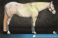Horse Color:Buckskin Ice Pearl Tobiano Rabicano 