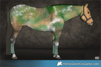 Horse Color:Buckskin Dun Tobiano Rabicano 