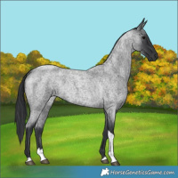 Horse Color:Blue Roan Tobiano 
