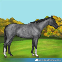 Horse Color:Blue Roan Tobiano