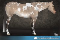 Horse Color:White Spotted Bay Dun Rabicano 