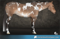 Horse Color:White Spotted Bay Dun Rabicano
