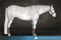 Horse Color:Platinum Chocolate Palomino Dun Sabino 