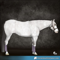 Horse Color:Platinum Liver Red Dun Roan Sabino Rabicano 