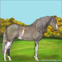 Horse Color:White Spotted Silver Grullo 
