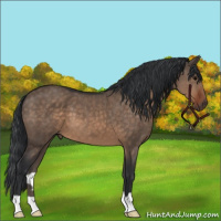 Horse Color:Brown Dun 