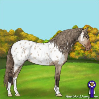 Horse Color:Liver Red Dun Appaloosa 