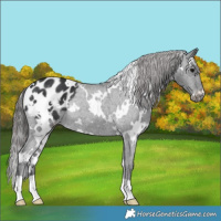 Horse Color:White Spotted Black Appaloosa Rabicano