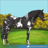 Horse Color:White Spotted Smoky Black