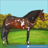 Horse Color:White Spotted Brown Appaloosa 