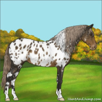 Horse Color:White Spotted Chocolate Palomino Appaloosa Rabicano 