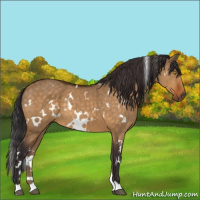 Horse Color:White Spotted Buckskin Dun 