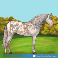 Horse Color:Red Dun Appaloosa 