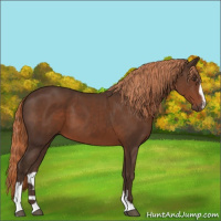 Horse Color:Liver Chestnut Sabino 