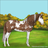 Horse Color:White Spotted Chestnut Splash 