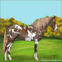 Horse Color:White Spotted Liver Chestnut Sabino 