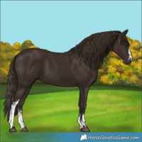 Horse Color:White Spotted Liver Chestnut 