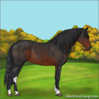 Horse Color:Brown 