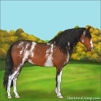 Horse Color:White Spotted Brown 