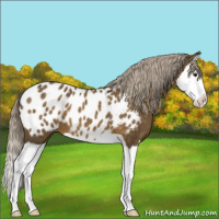 Horse Color:Chocolate Palomino Splash Appaloosa 