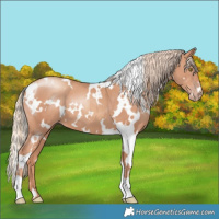 Horse Color:White Spotted Gold Champagne 